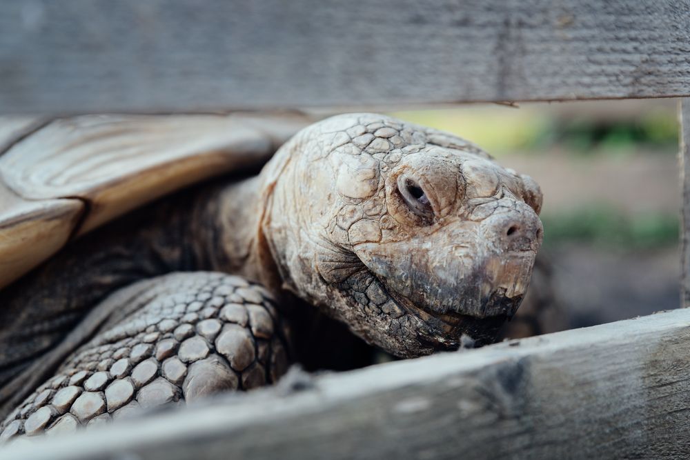 Photograph by Марина Сапронова