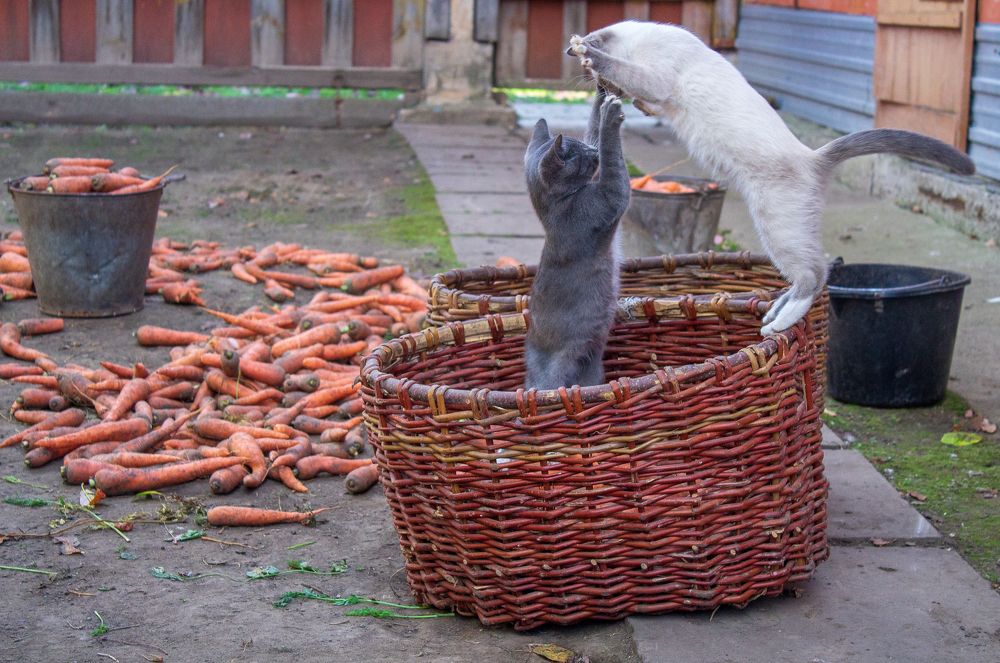 Photograph by Оксана Леонтьева