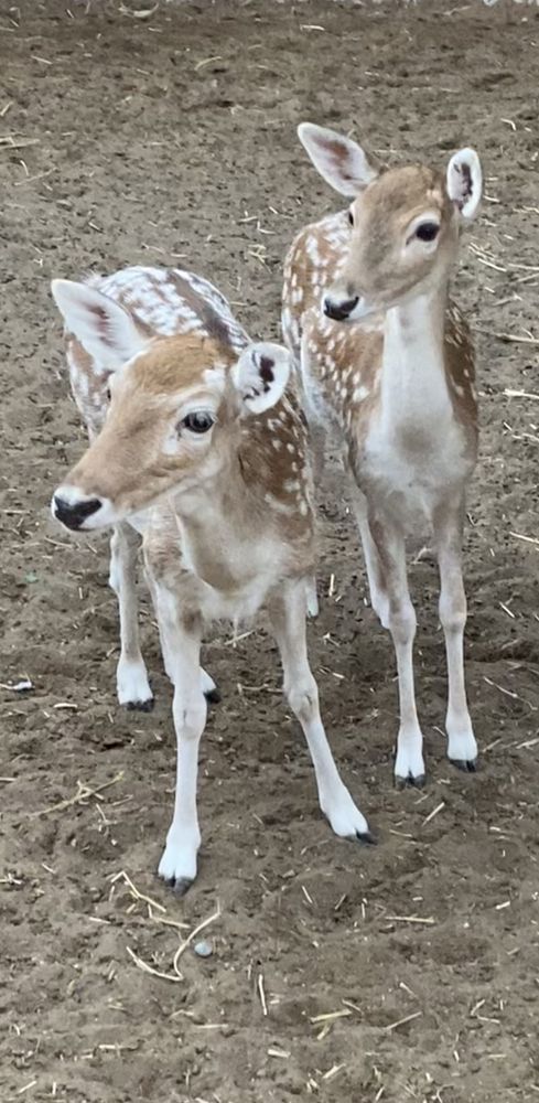 Photograph by Waleed Yousuf Alwahaibi