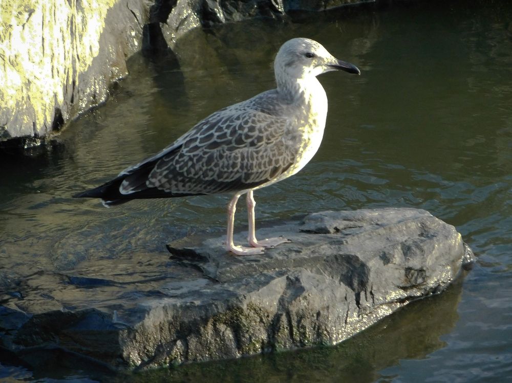 Фотография автора Людмила Зверькова