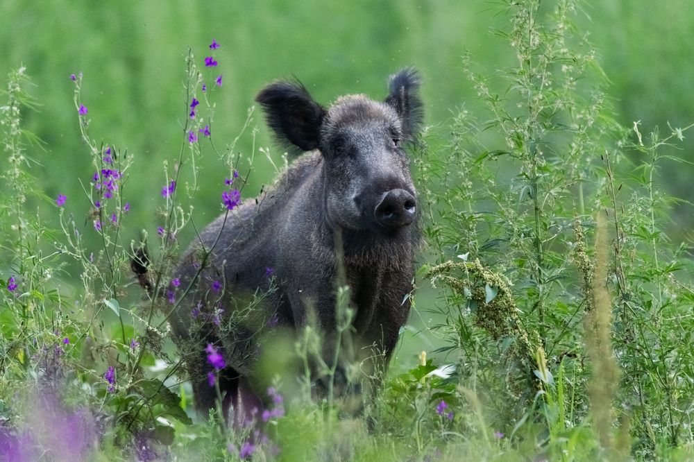Photograph by Petar Chapkanov