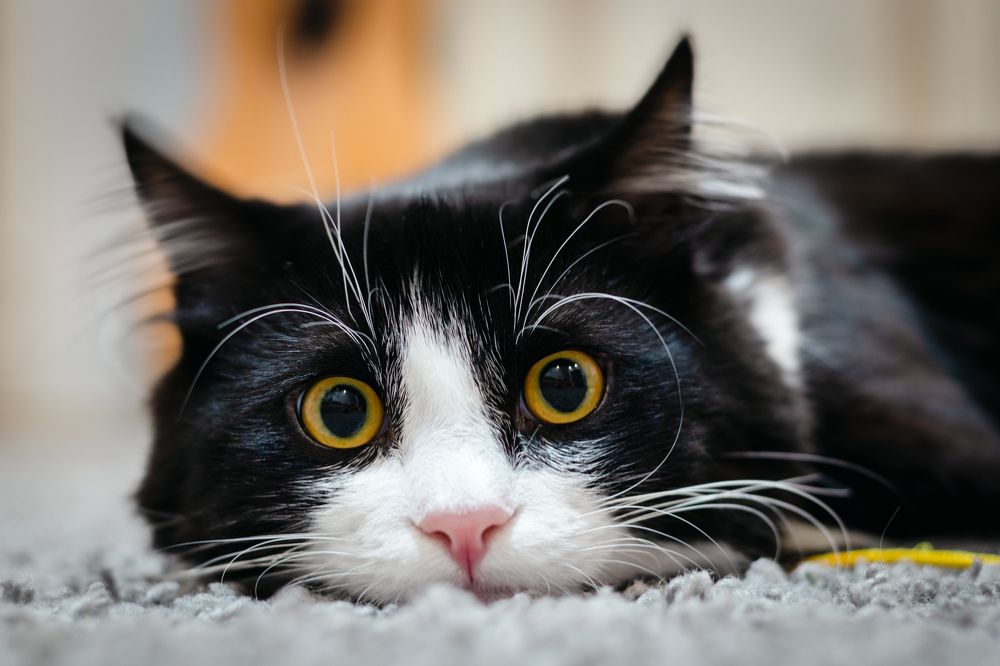 Фотография автора Виталий Панченко