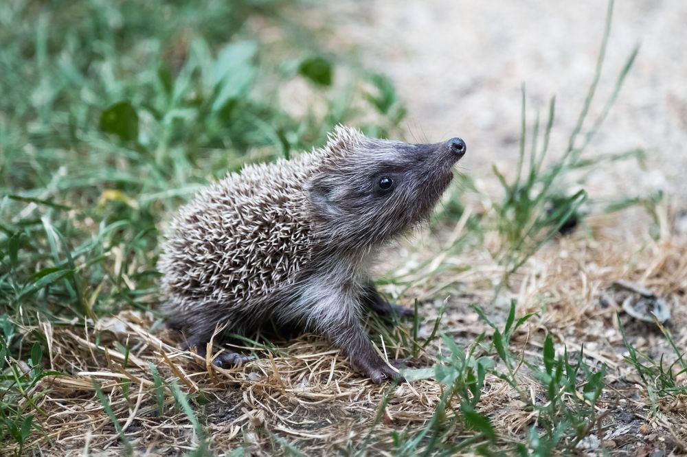 Photograph by Petar Chapkanov