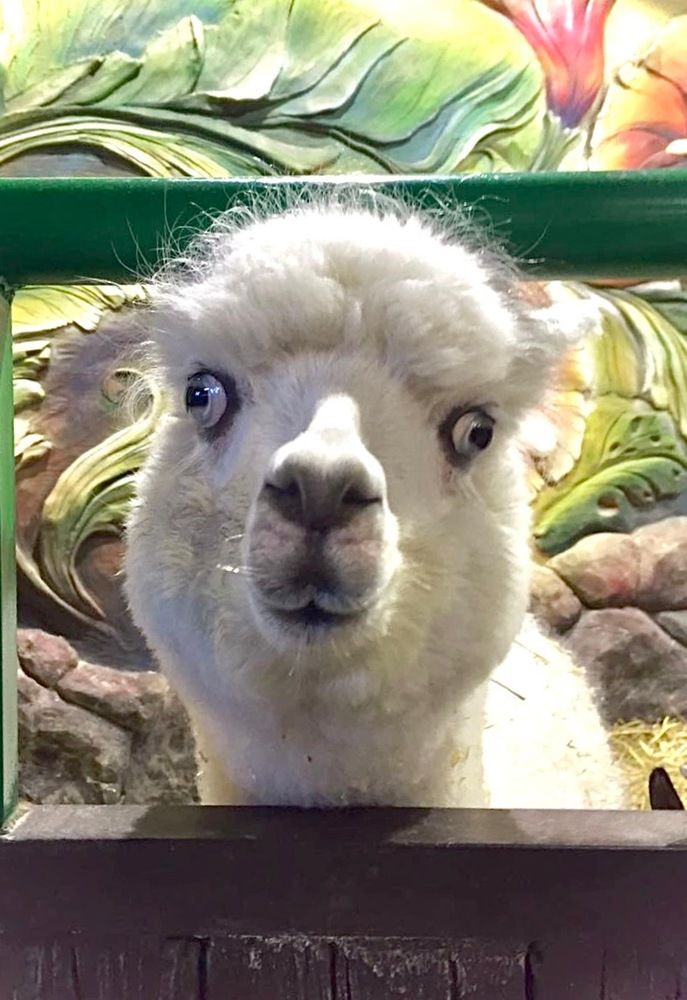 Photograph by Svetlana Rashidova