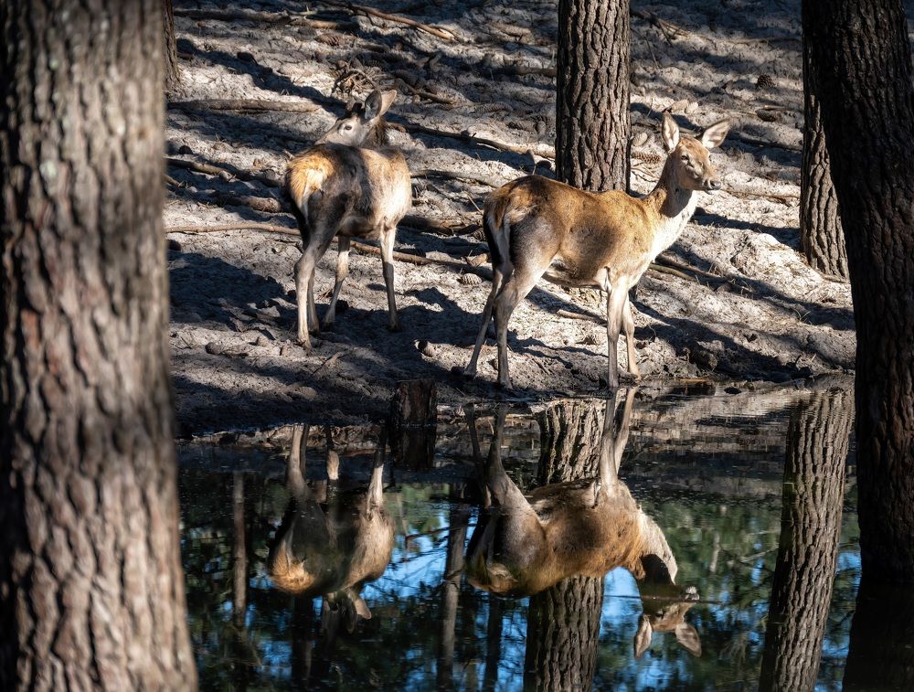 Photograph by Наталья Пирогова