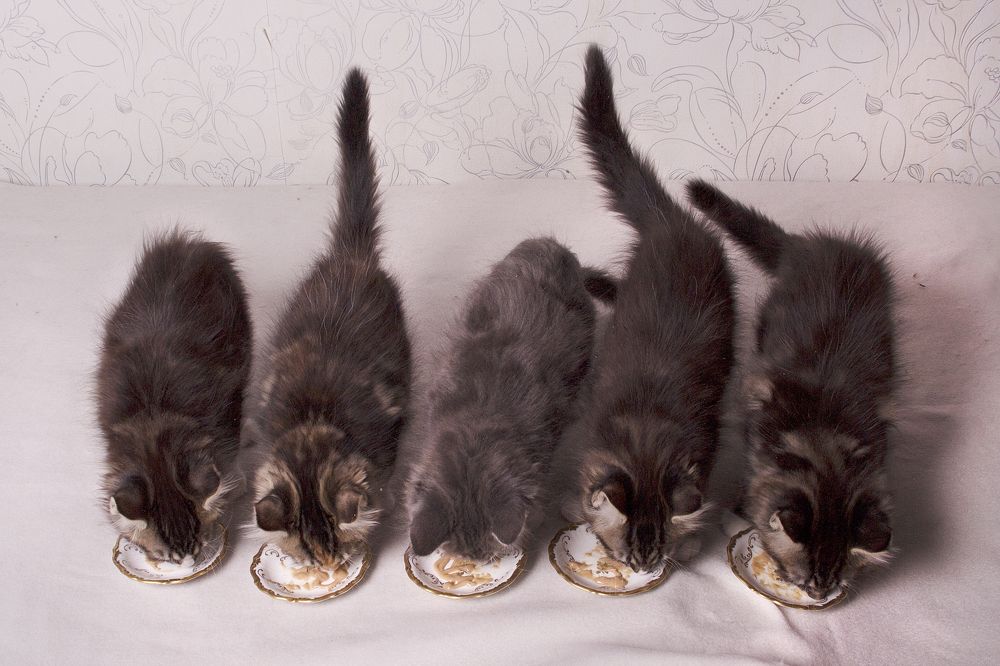 Photograph by Ирина Мамонова