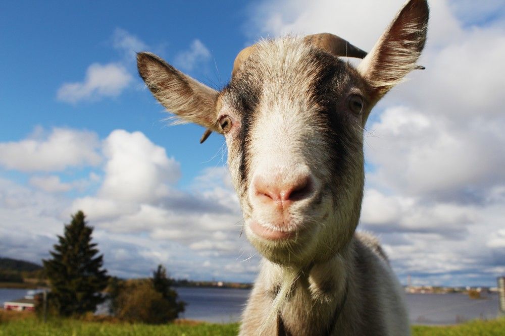 Photograph by Анна Азарёнок