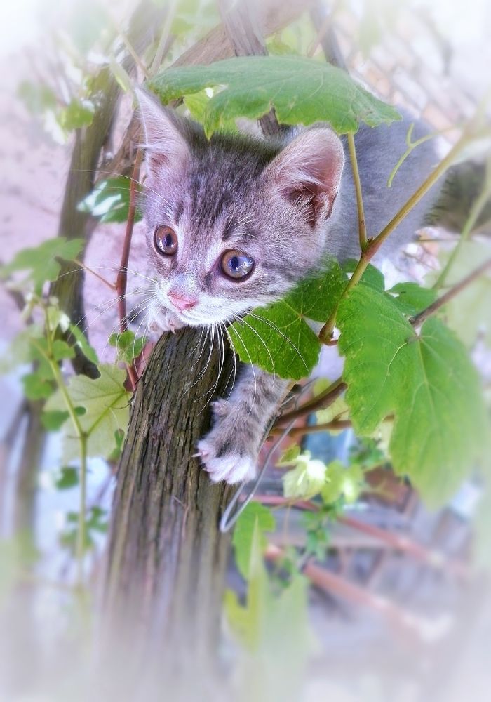 Photograph by Алла Холодова