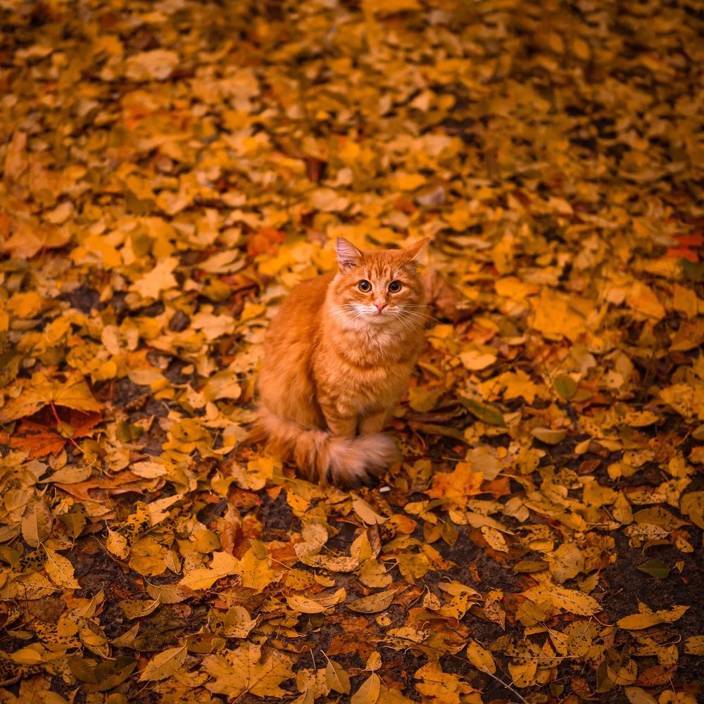 Фотография автора Караваев Антон