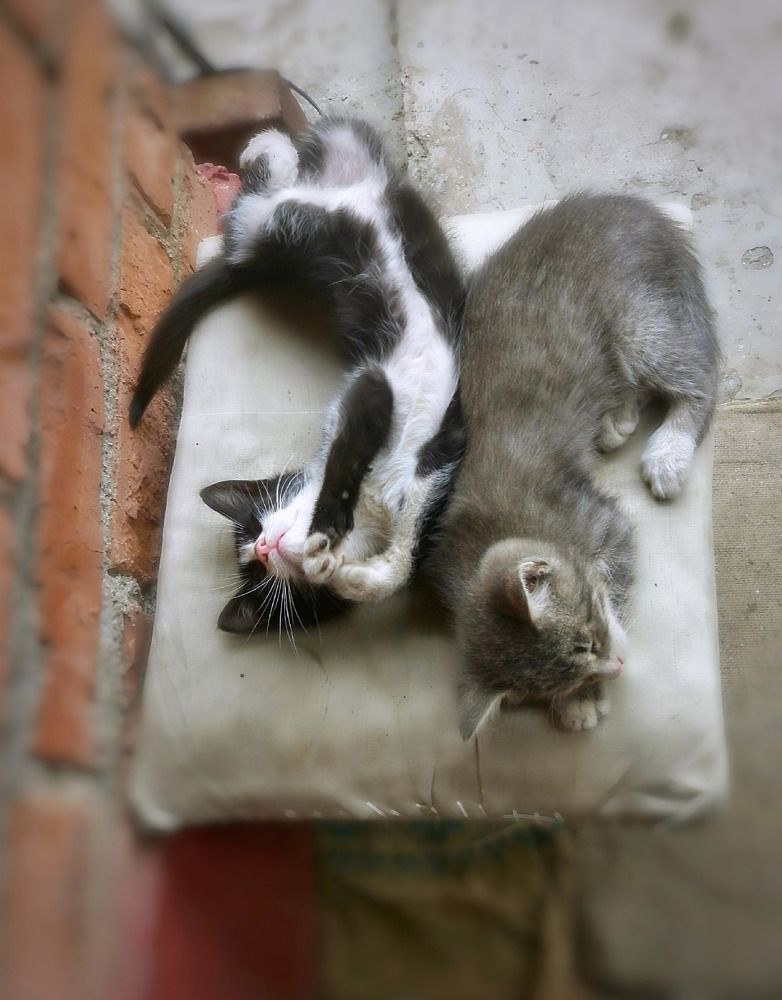 Photograph by Алла Холодова