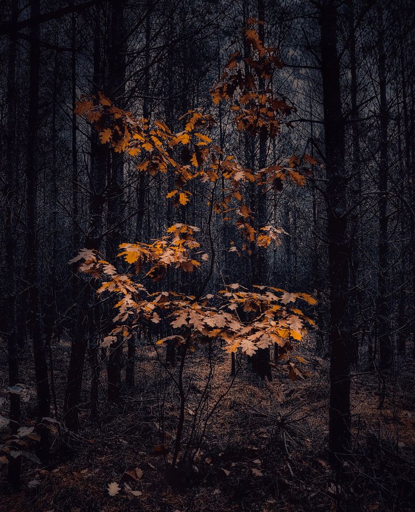 Photograph by Ирина Саакова