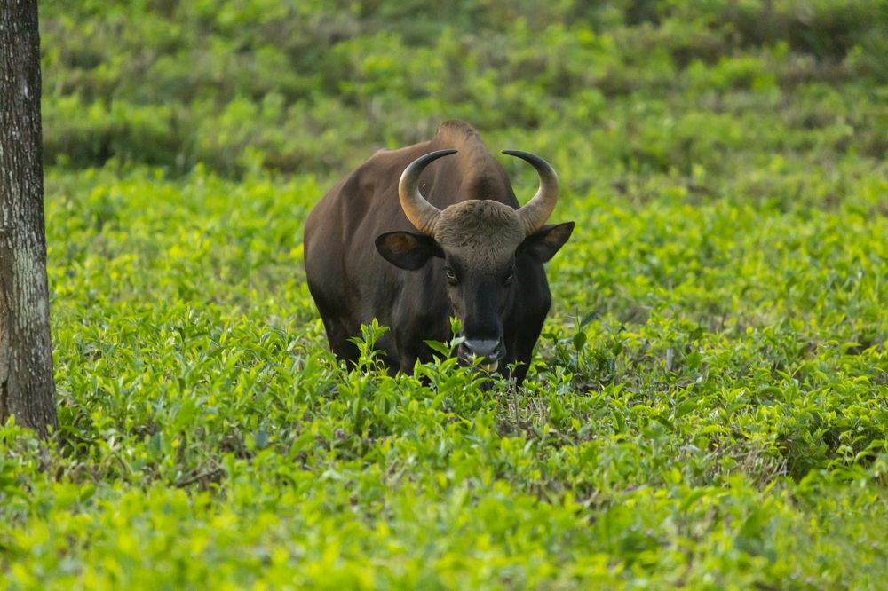 Photograph by Nikhil dharmaraj