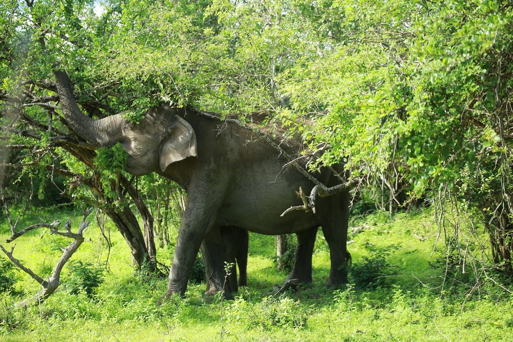 Фотография автора prabath randunu Jayasinghe