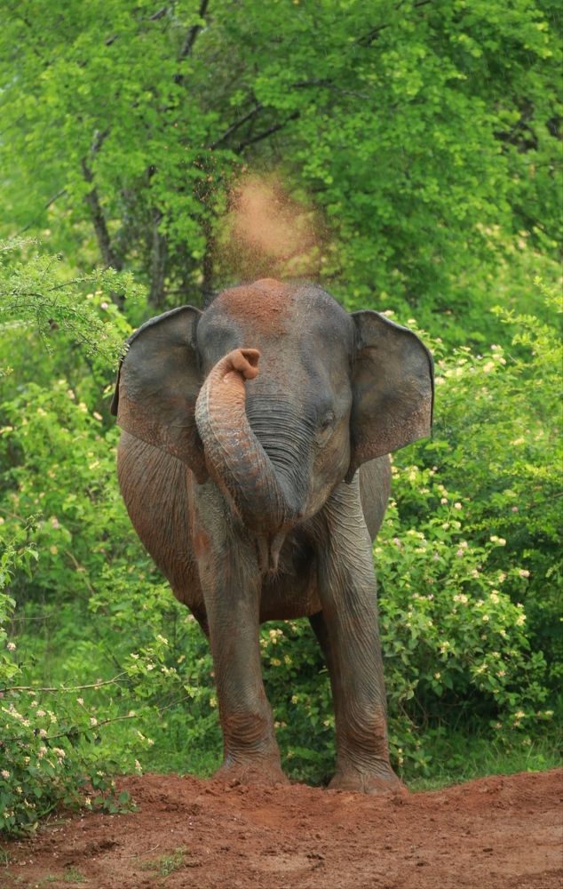 Фотография автора prabath randunu Jayasinghe
