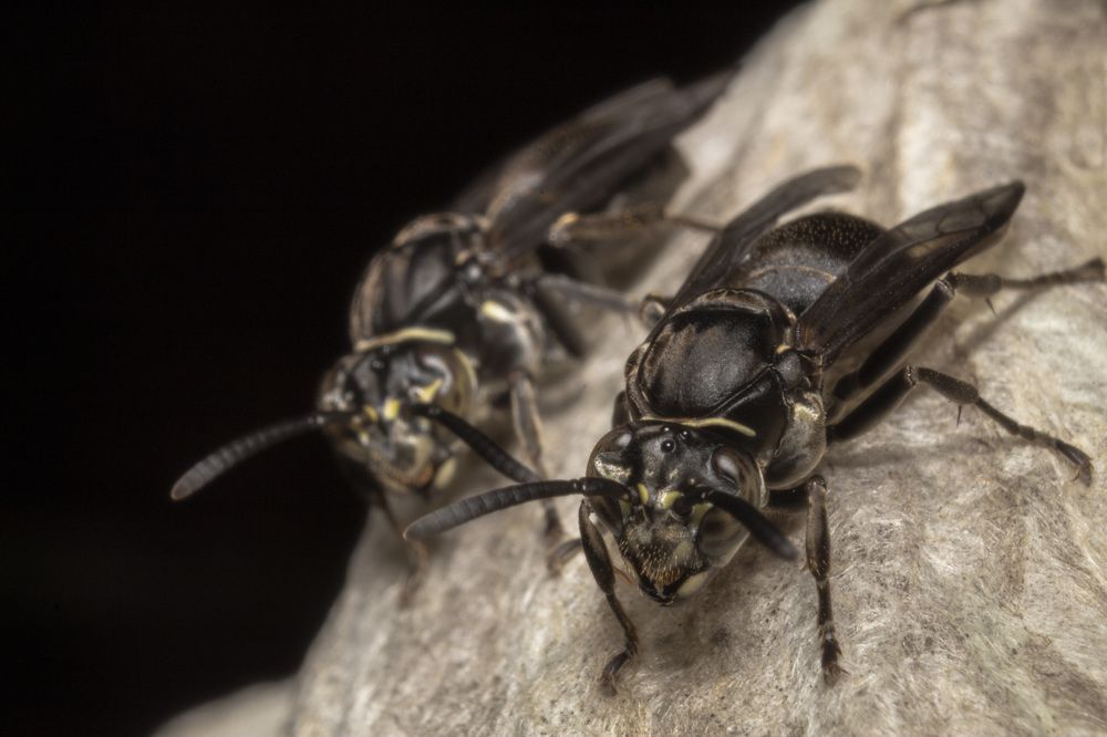 Pseudopolybia Compressa