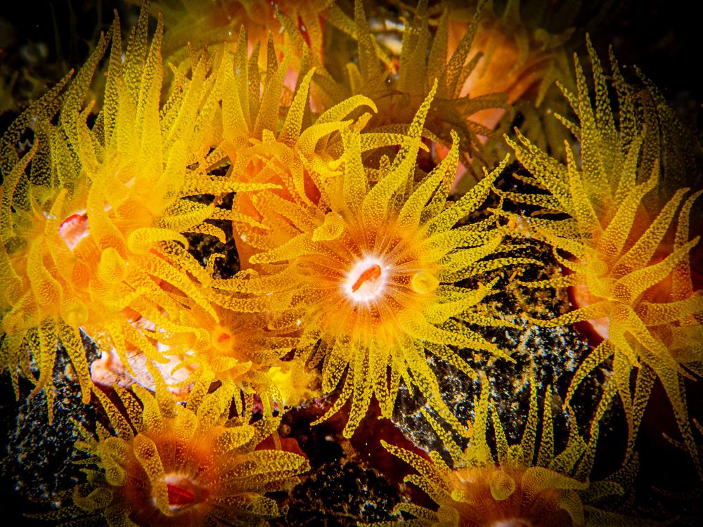 Photograph by Alexander Plakida