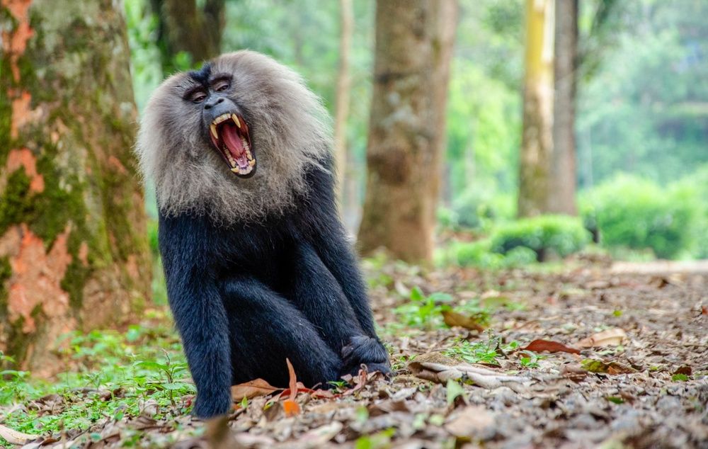 Photograph by Vasudev H M