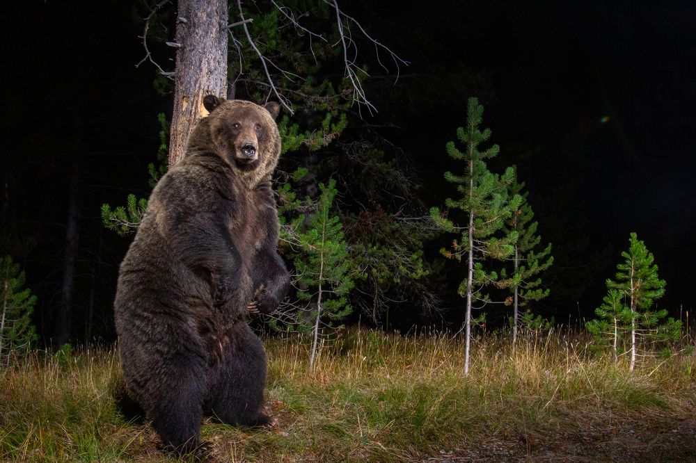 Griz rub