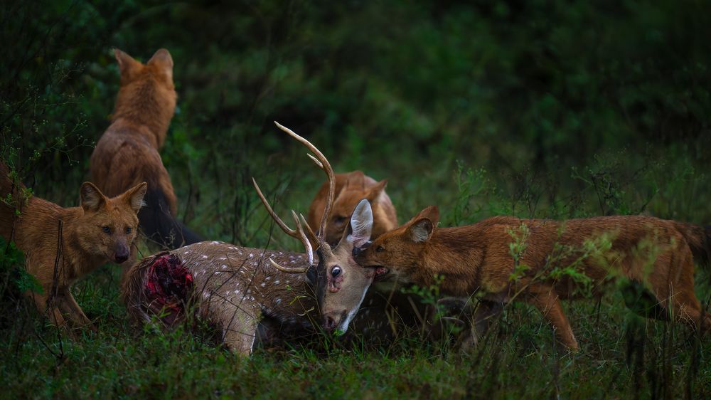 Photograph by Ayan Bhattacharya