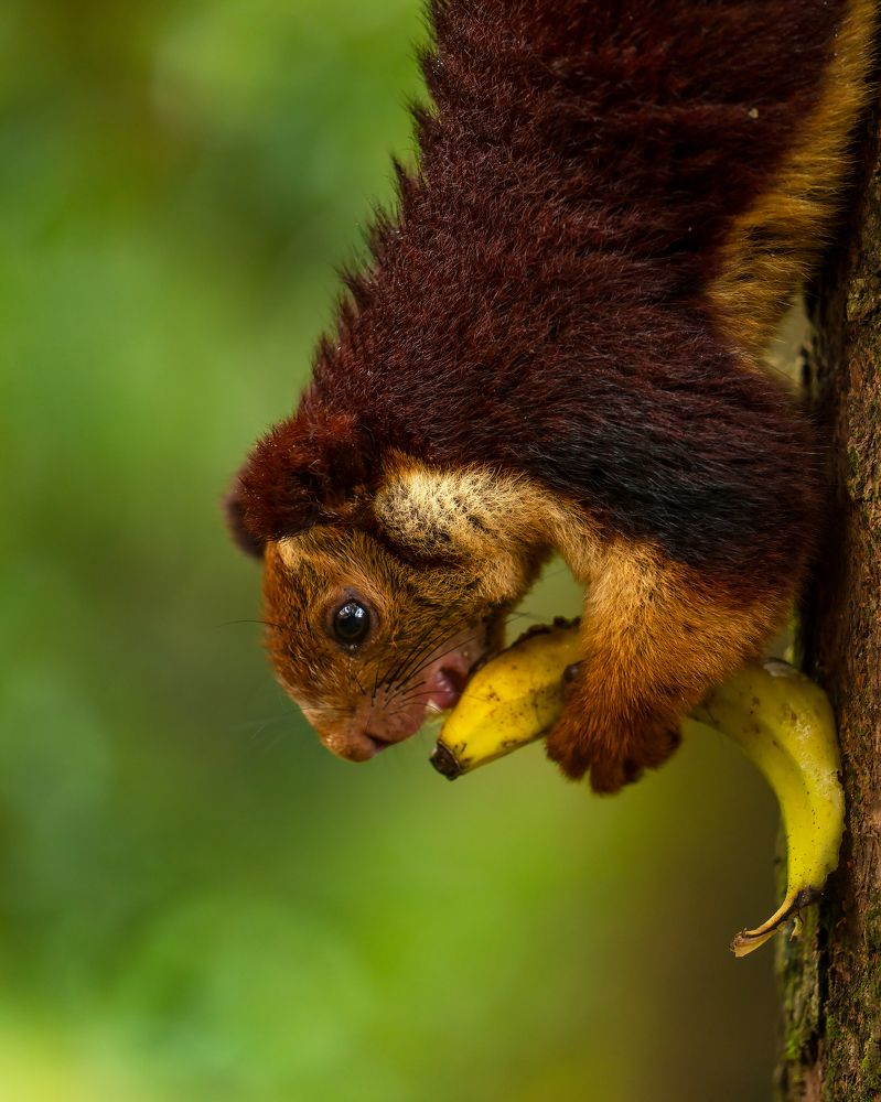 Photograph by Ayan Bhattacharya