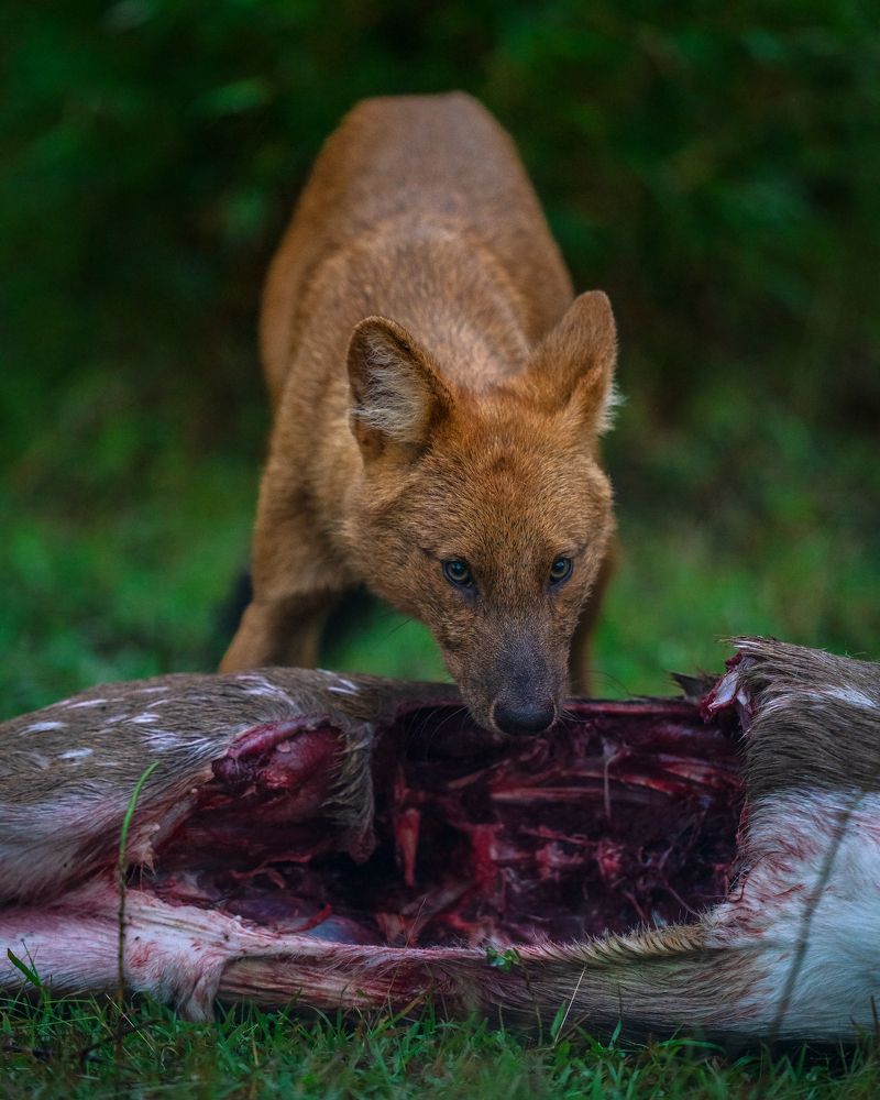 Photograph by Ayan Bhattacharya