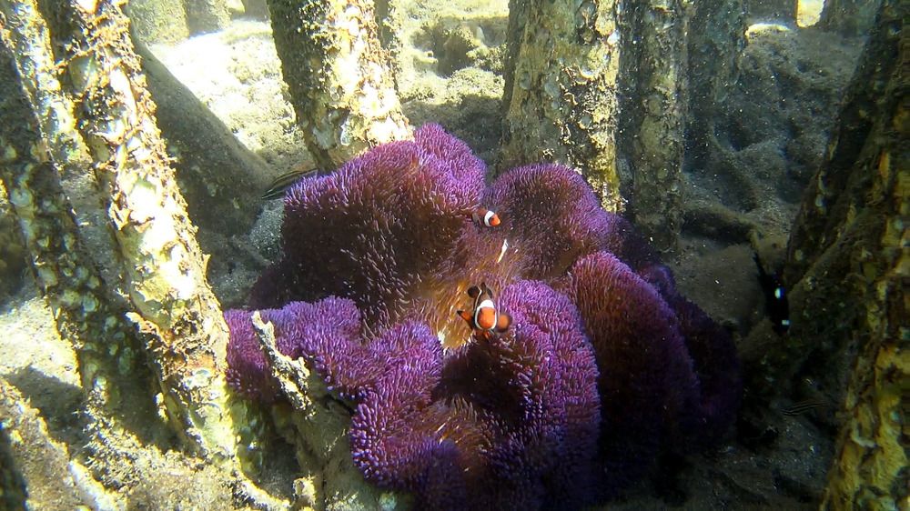 Photograph by Brigita Šipoš Pirš