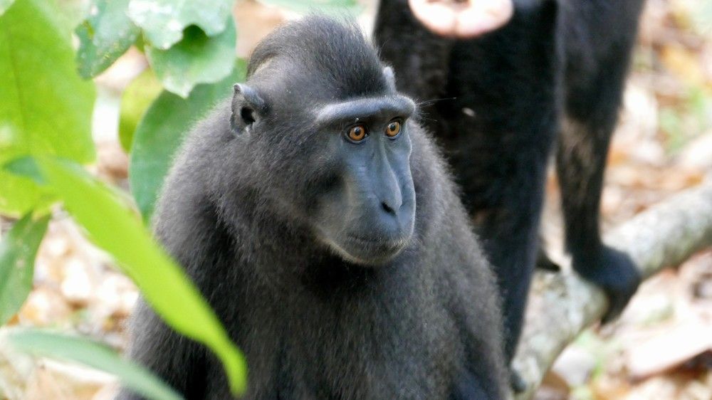 Sulawesi crested macaque