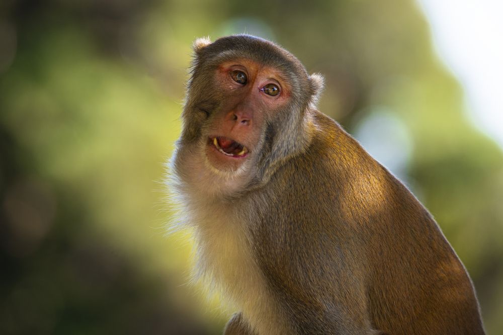 Фотография автора Roy Diganta