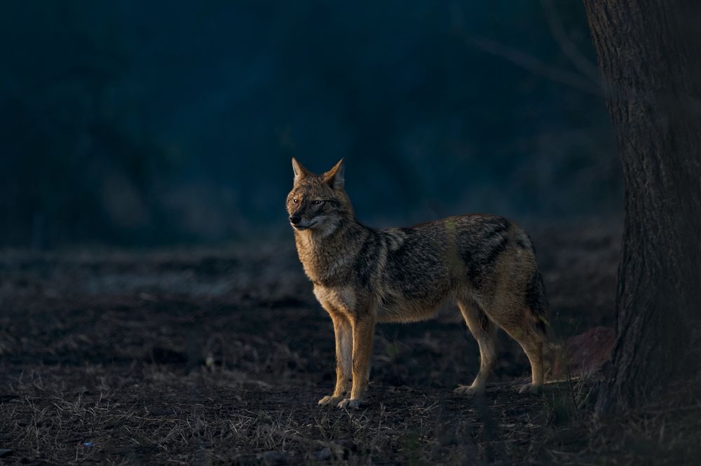 Photograph by Roy Diganta