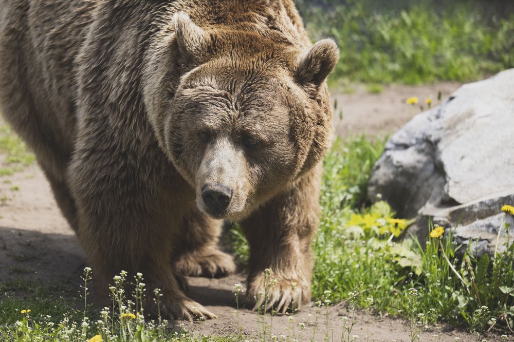 Photograph by Сергей Шпаков