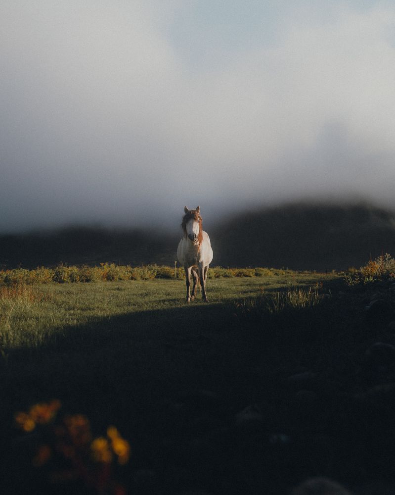 Photograph by raza shrestha