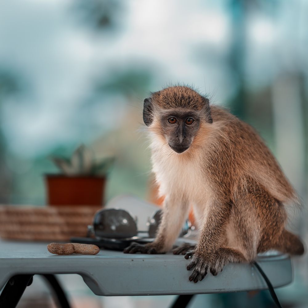 Photograph by Akeem Chandler-Prescod