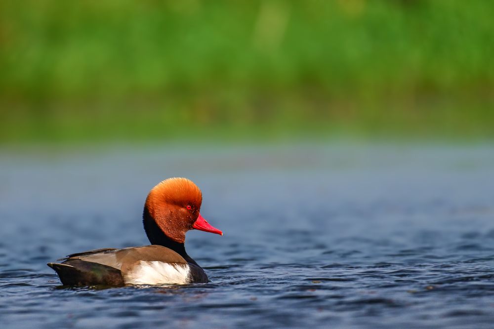 Red-crested pochard
