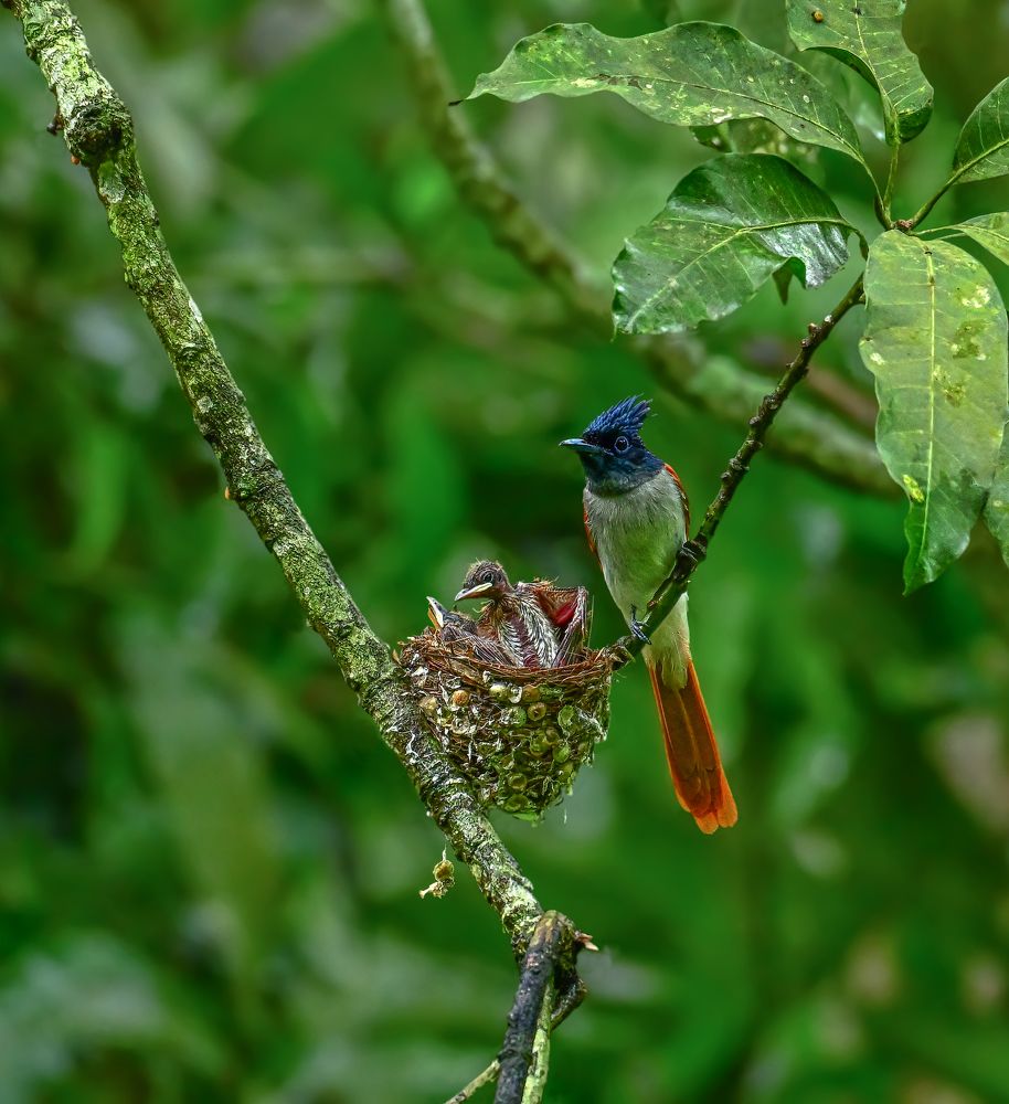 The paradise flycatchers
