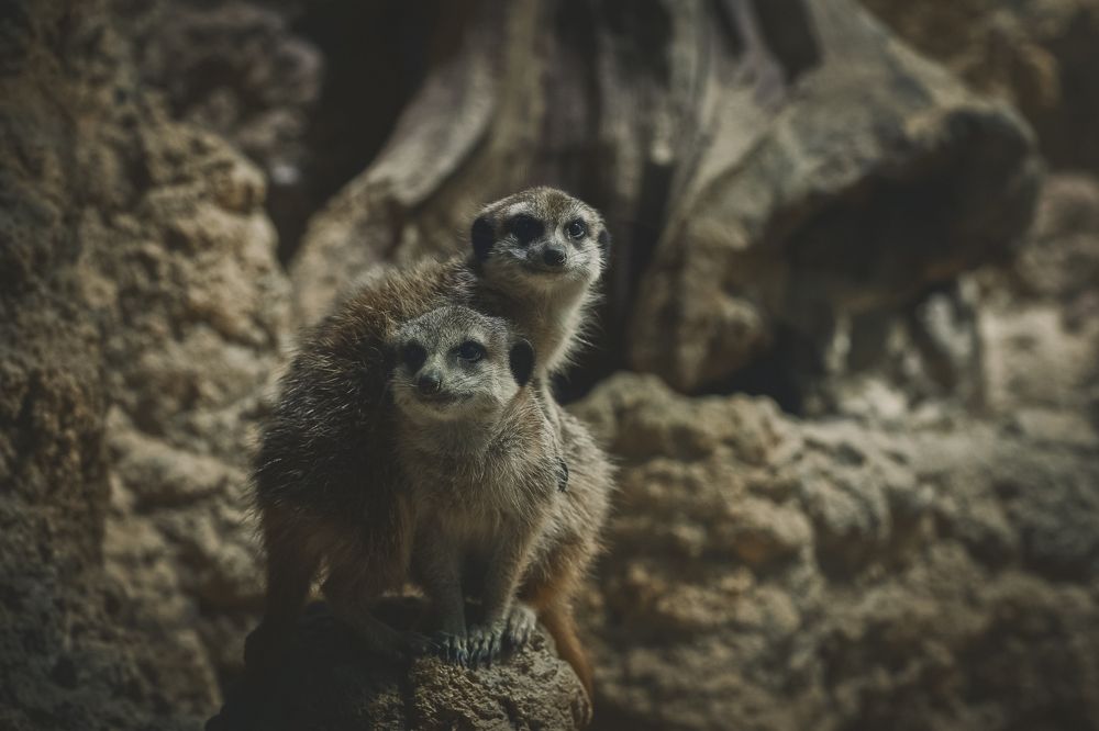 Photograph by Сергей Шпаков