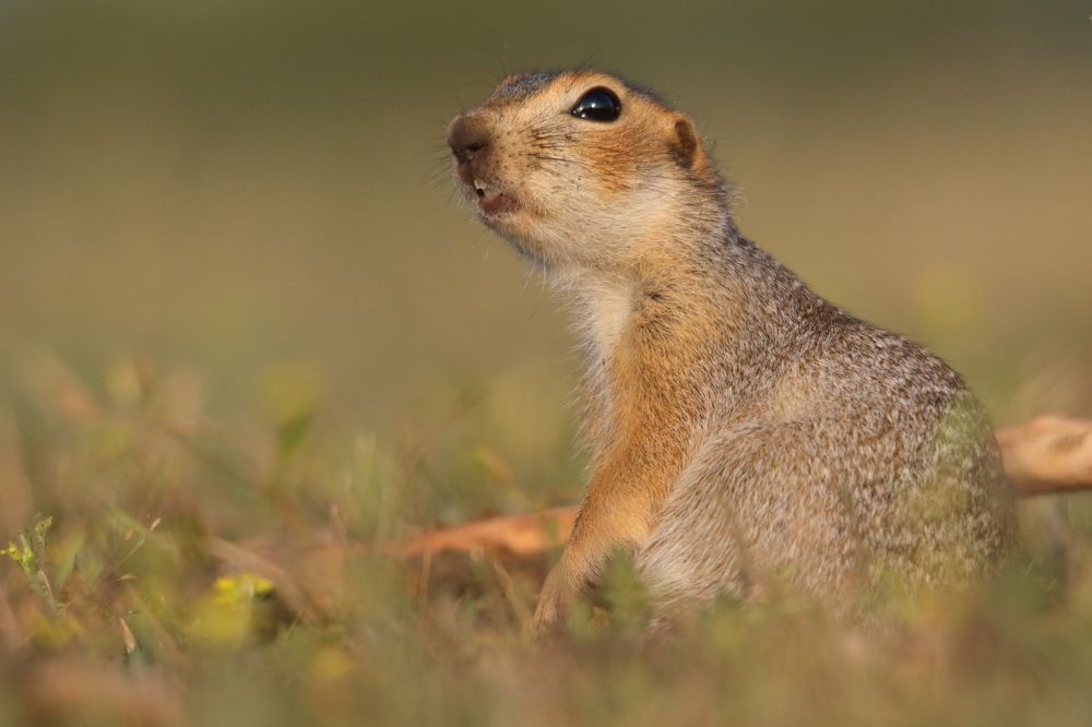 Photograph by Владимир Шебаршенко