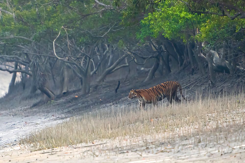 Photograph by Dey Sanjoy Kumar