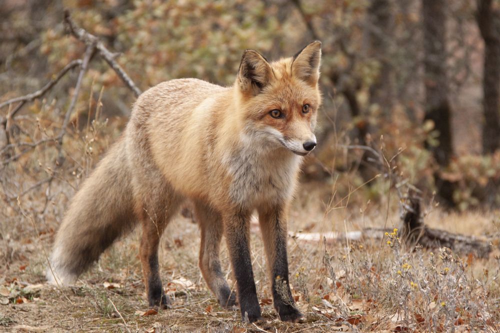 Photograph by Алиса Винниченко