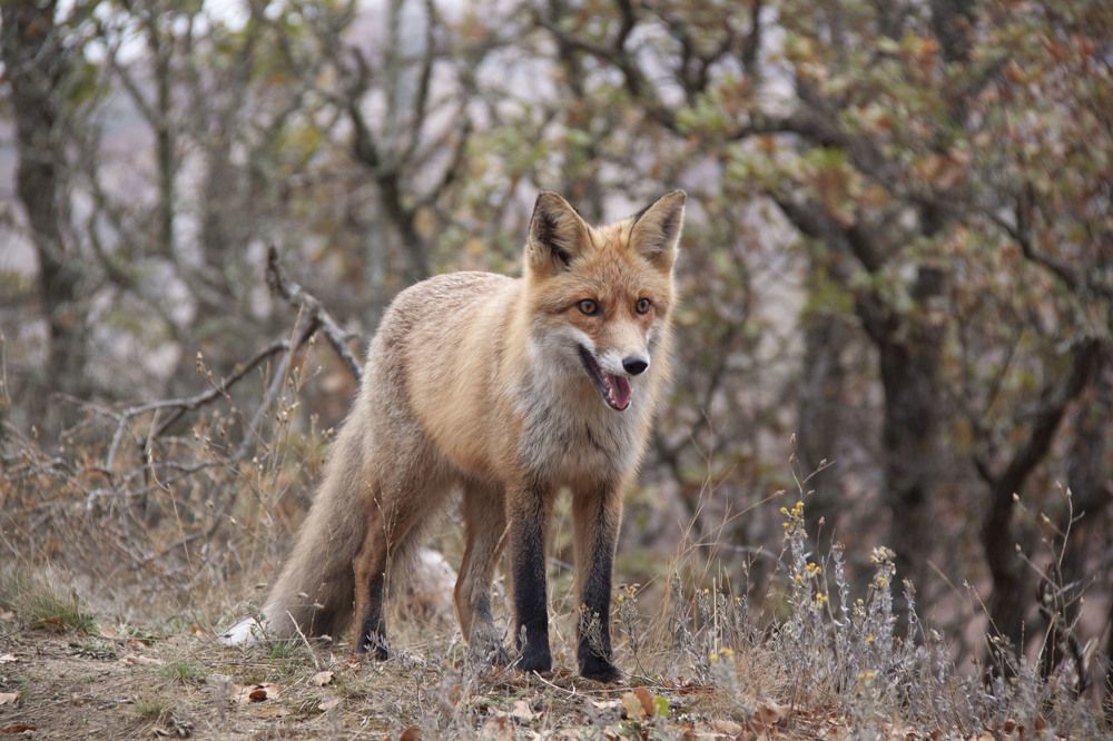 Photograph by Алиса Винниченко