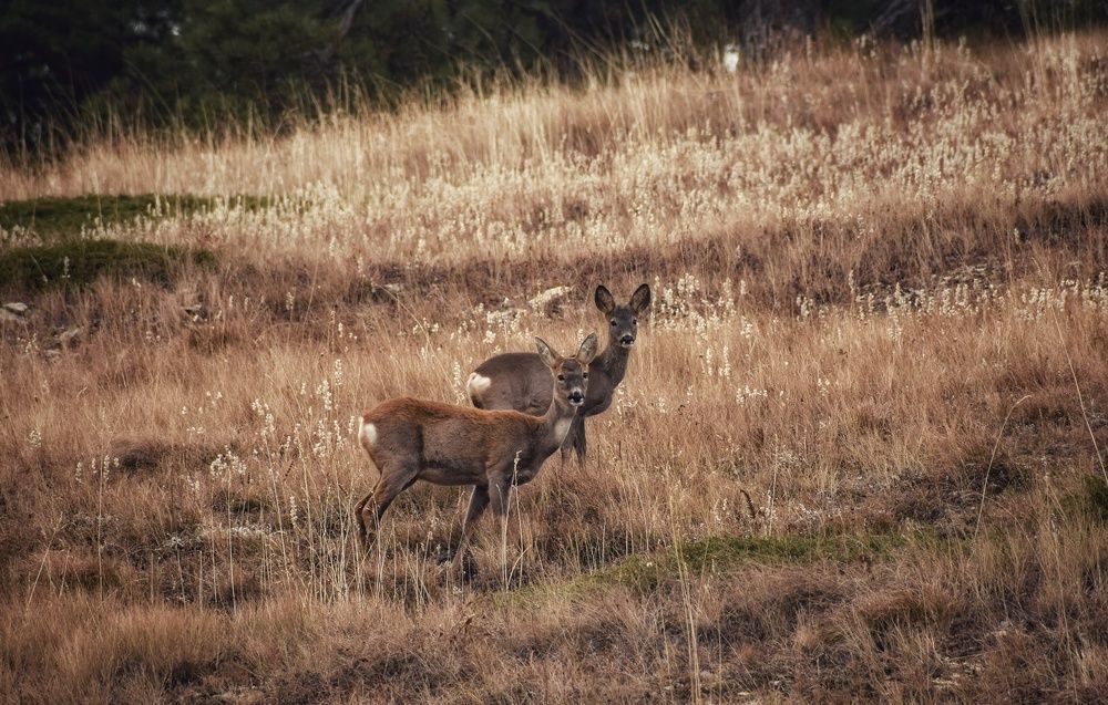 Photograph by Юлия Гайдукевич