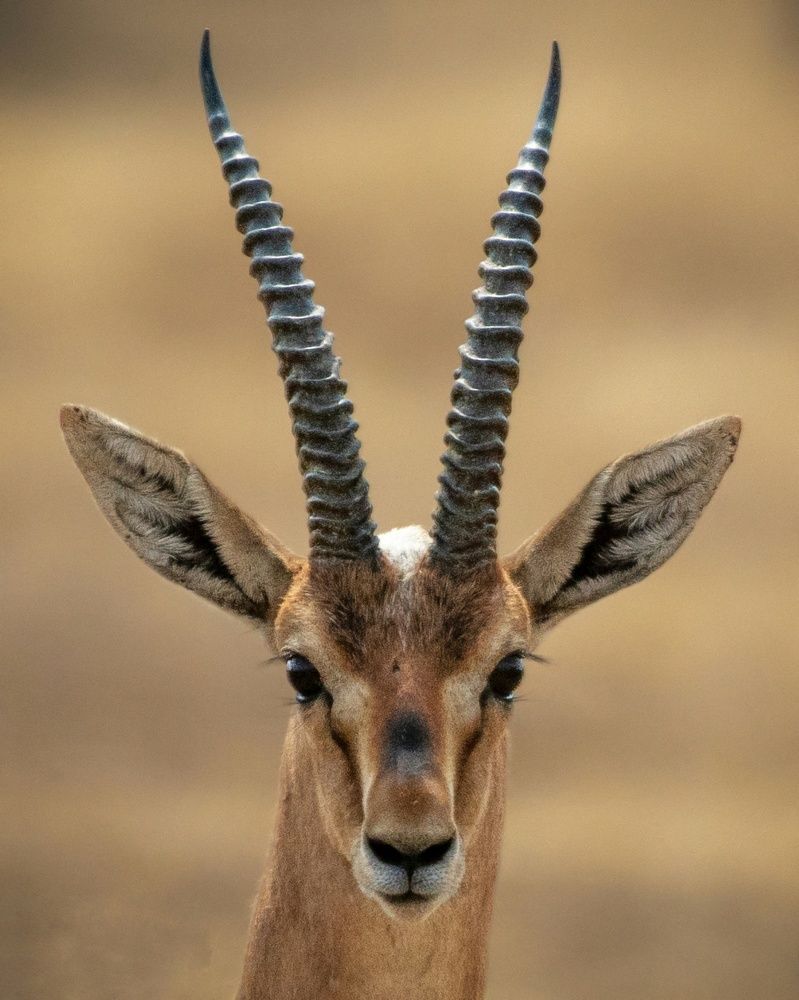 Photograph by Susanjit Saha