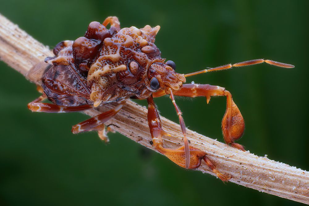 Photograph by Chen-You Li