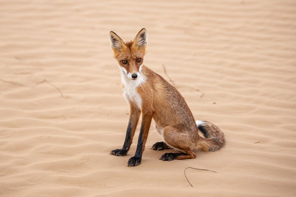 Corsac Fox