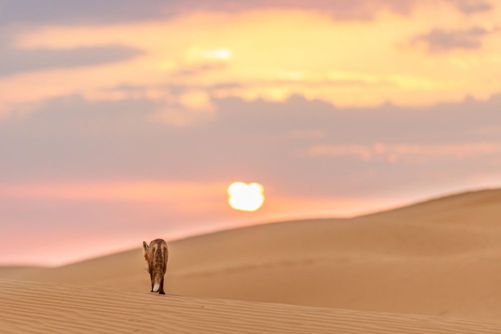 Photograph by Юлия Шурандина