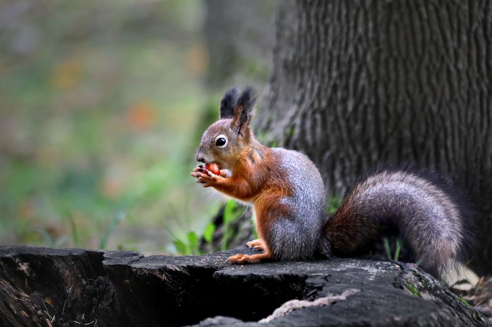 Photograph by Татьяна Бравая