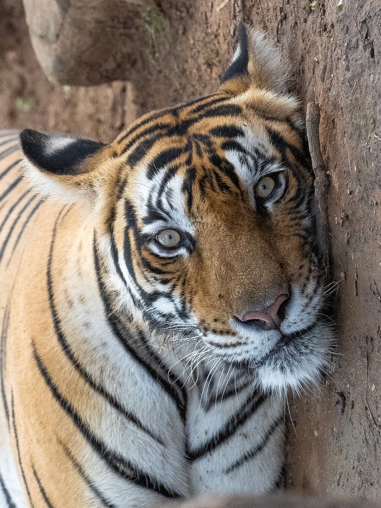 Photograph by Ashwani kasid