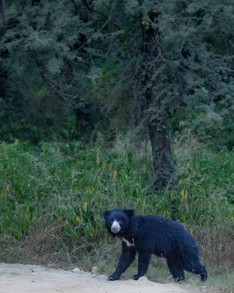 Photograph by Ashwani kasid