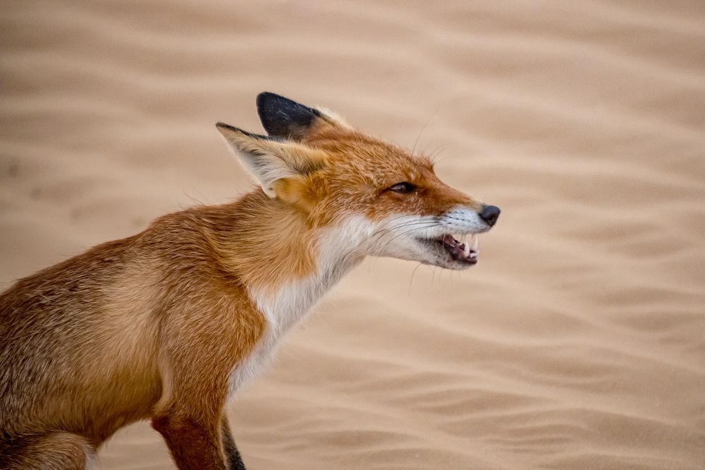 Photograph by Юлия Шурандина