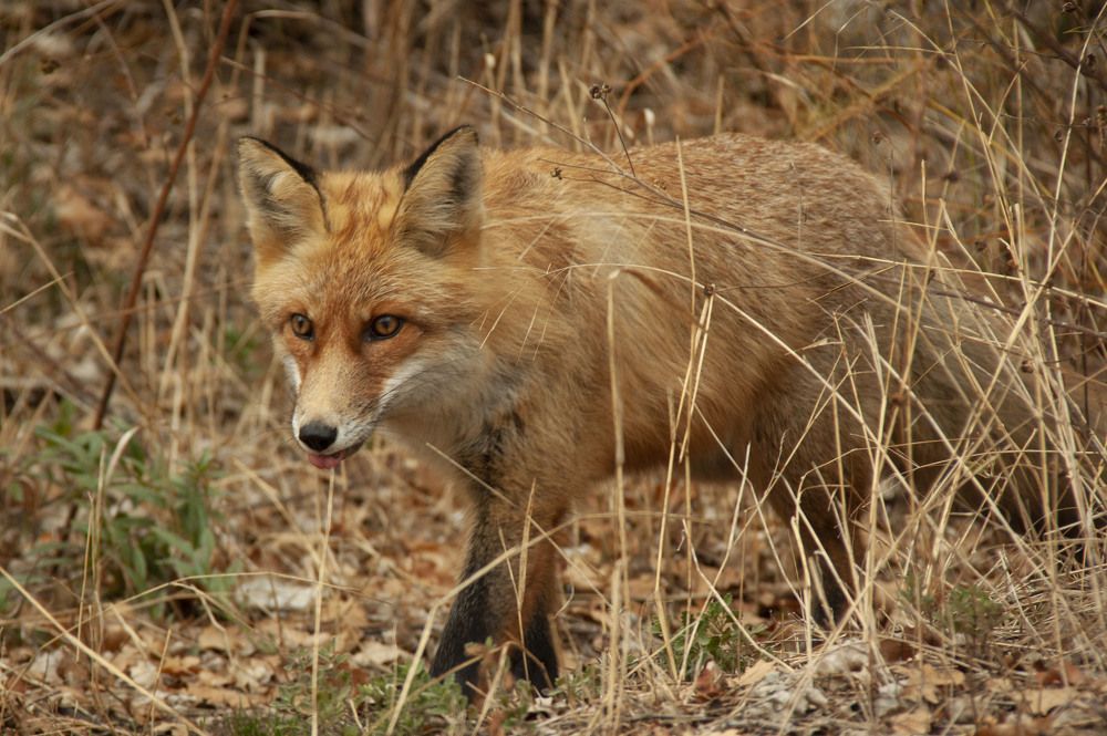 Photograph by Алиса Винниченко