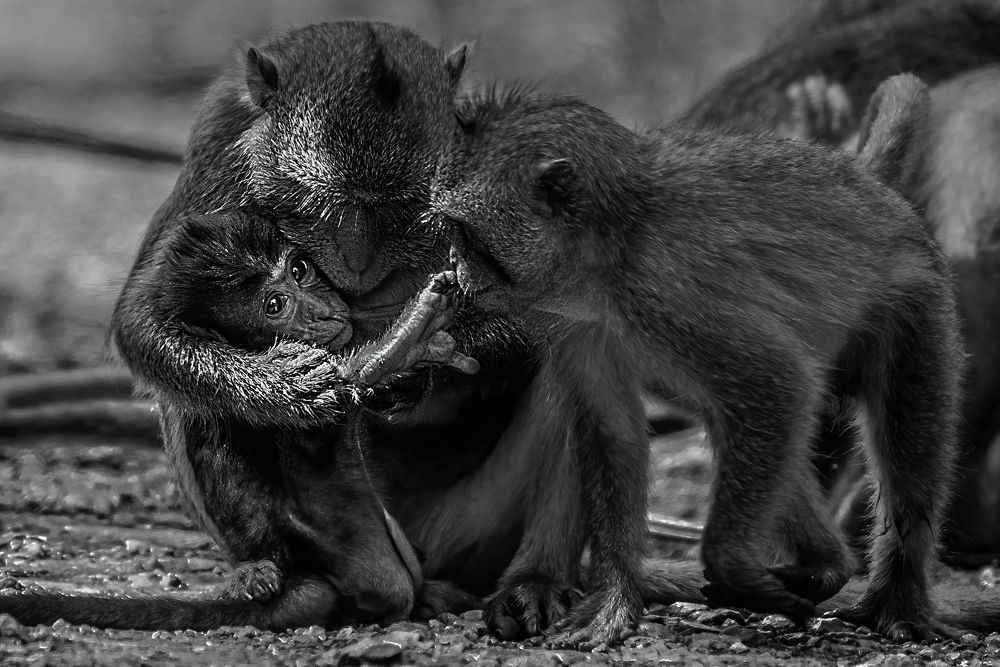 Photograph by TRAN HAI DUONG